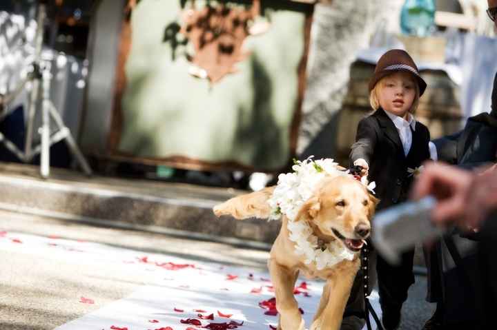 dogs in weddings