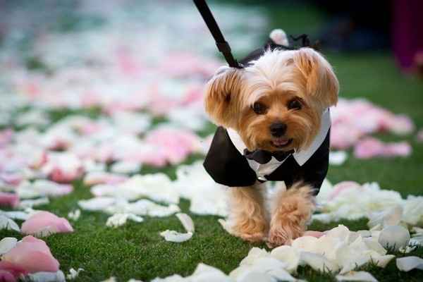 dog in wedding