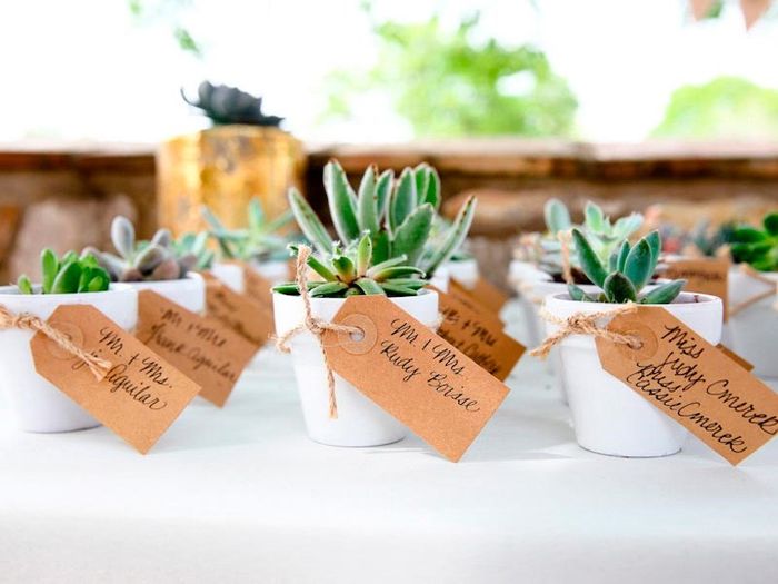 Cactus, suculentas o en su caso flor de noche buena aprovechando diciembre