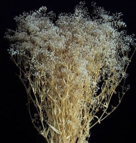 Baby breath seco
