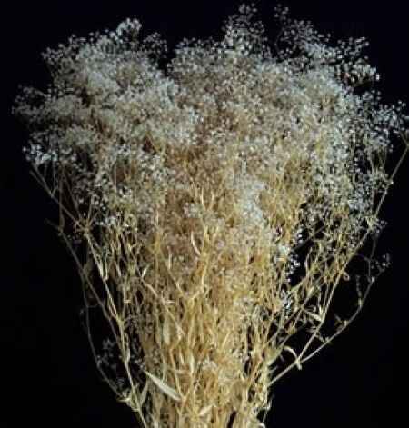 Baby breath seco