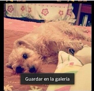 RAM DESCANSANDO!