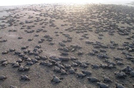 Liberación de Tortugas