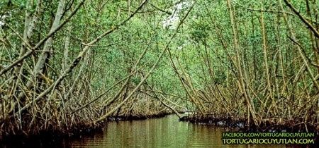 Laguna de Cuyutlán, Manglares