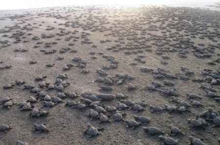 Liberación de Tortugas