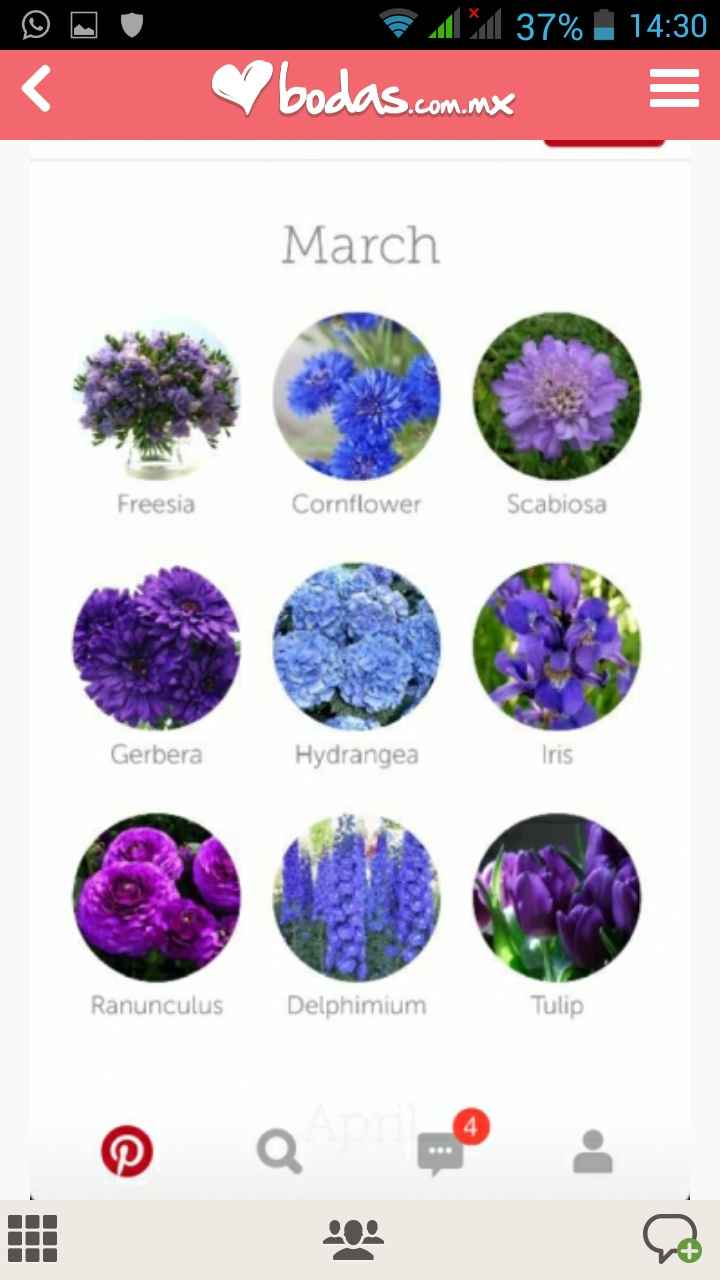 Tipos de flor morada 