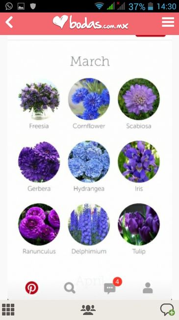 Tipos de flor morada 