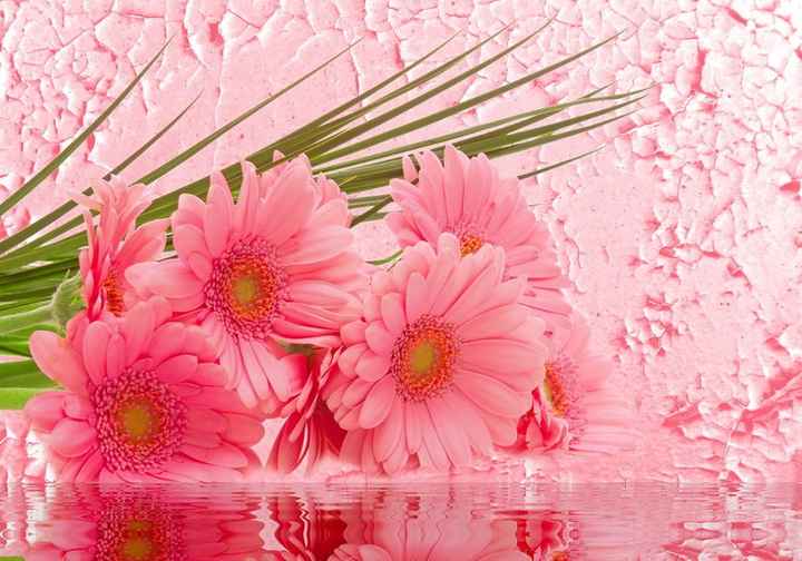 Gerberas