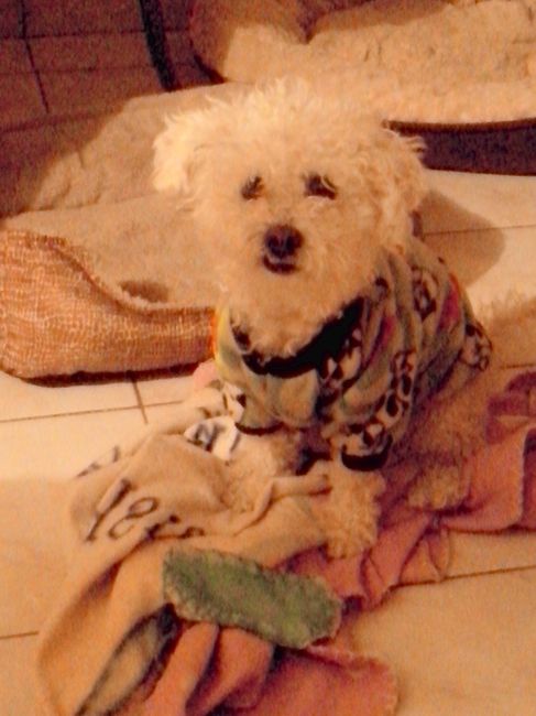 La foto de tu mascota! - 1