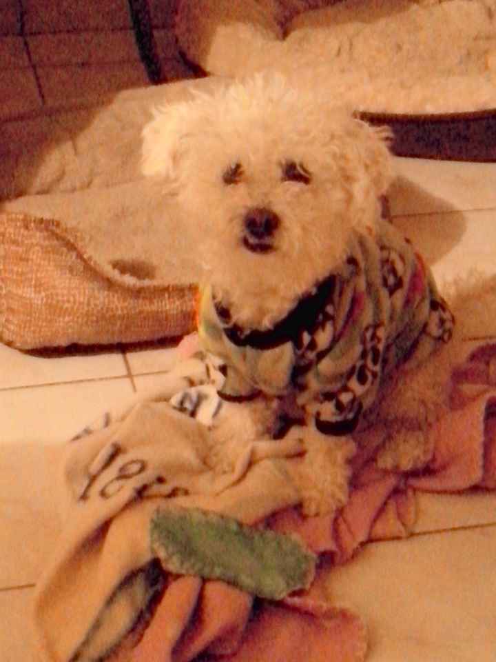 La foto de tu mascota! - 1