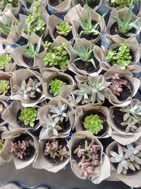 Recuerdos 🌿🌱 - 4