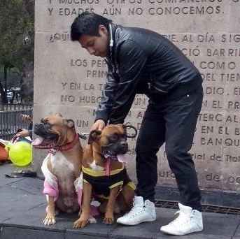 Mis Amores