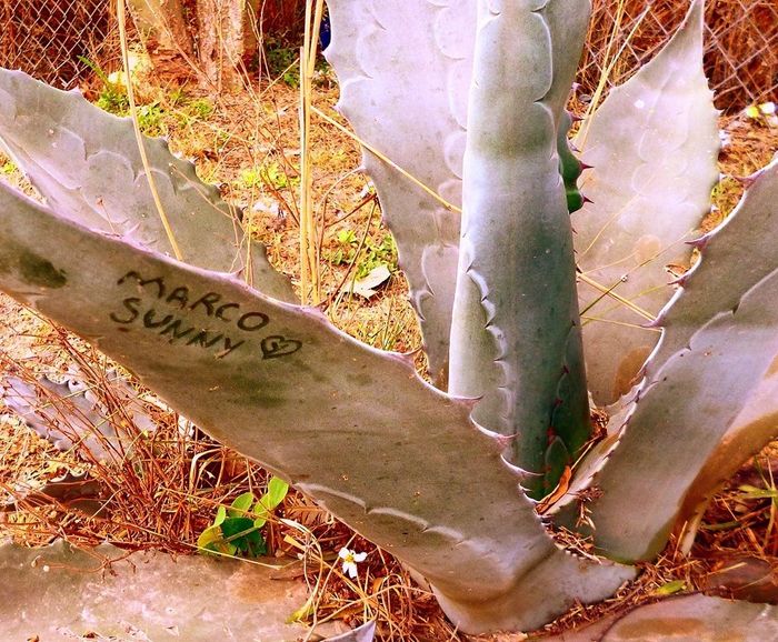 Grabe en la penca de un maguey tu nombre