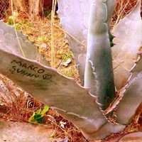 Grabe en la penca de un maguey tu nombre