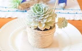 Suculenta 4