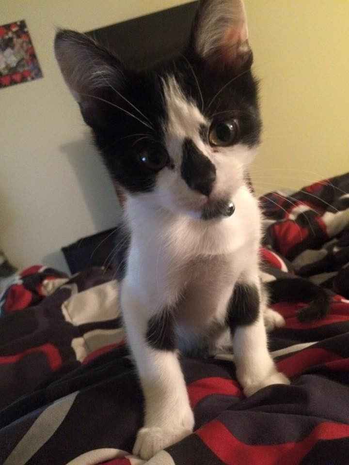 Sherlock