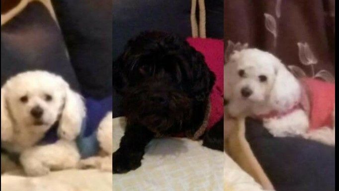 Nuestro bby, no podra acompañarnos a la boda 4