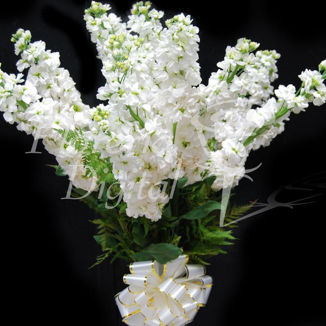 flores boda aleli blanco hermoso novia 