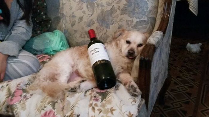 Presuman su foto... las mascotas!! - 2