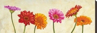 Gerberas de colores