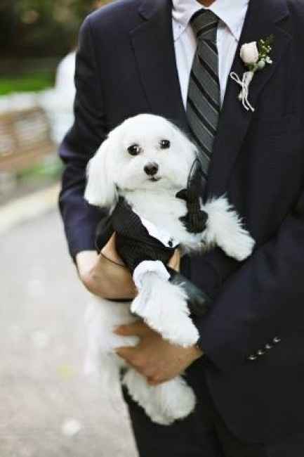 Perrito de boda
