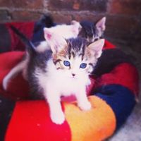 Mi chiquitito