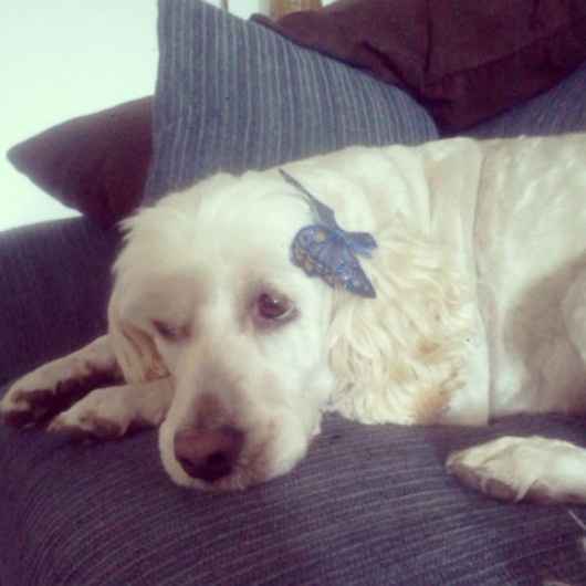 La foto de tu mascota! - 1