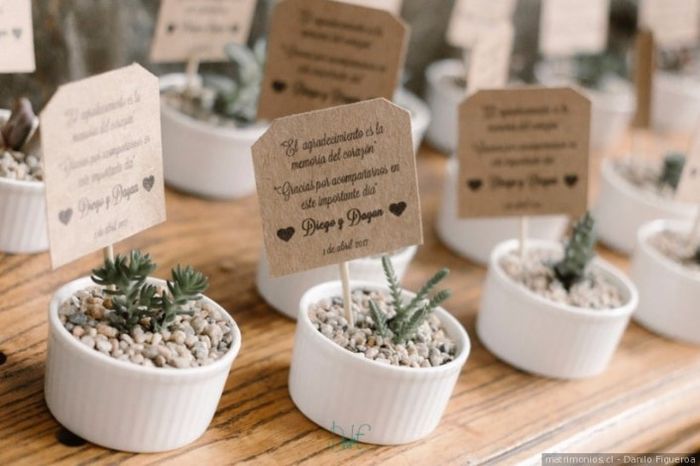 plantas pequeñitas de recuerdo 