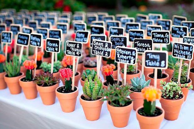cactus pequeñitos que pueden ser recuerdo y asignacio de lugar al mismo tiempo 