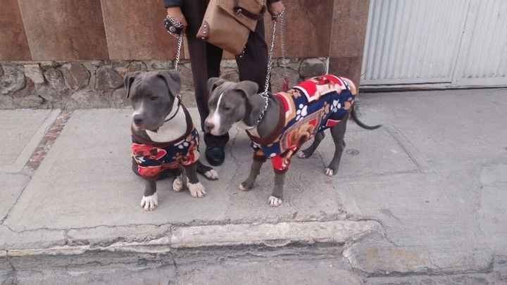 Mascota de honor? - 1