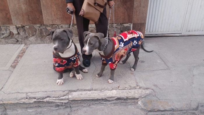 Mascota de honor? - 1