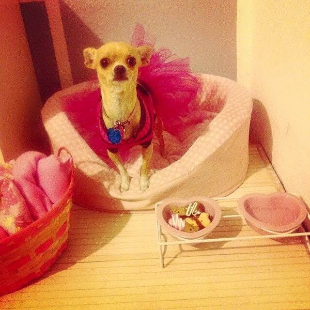 Mascotas en el hogar ¿sí o no? - 1