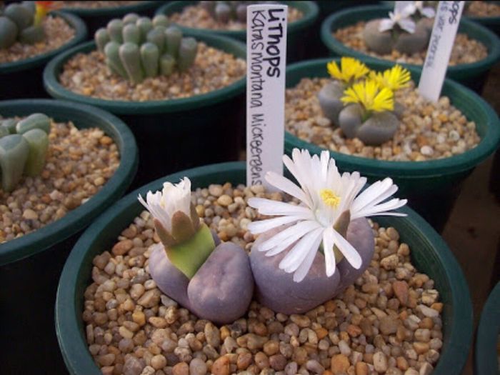 Recomendaciones de recuerditos - 1