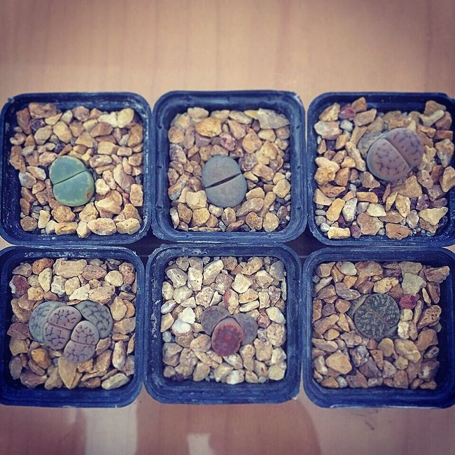 Recomendaciones de recuerditos - 2