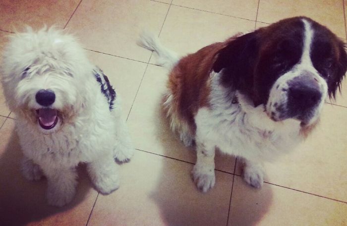 Ustedes tendran a su mascotas en el día que se casen - 1