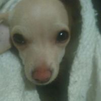 Para las mascotas - 1