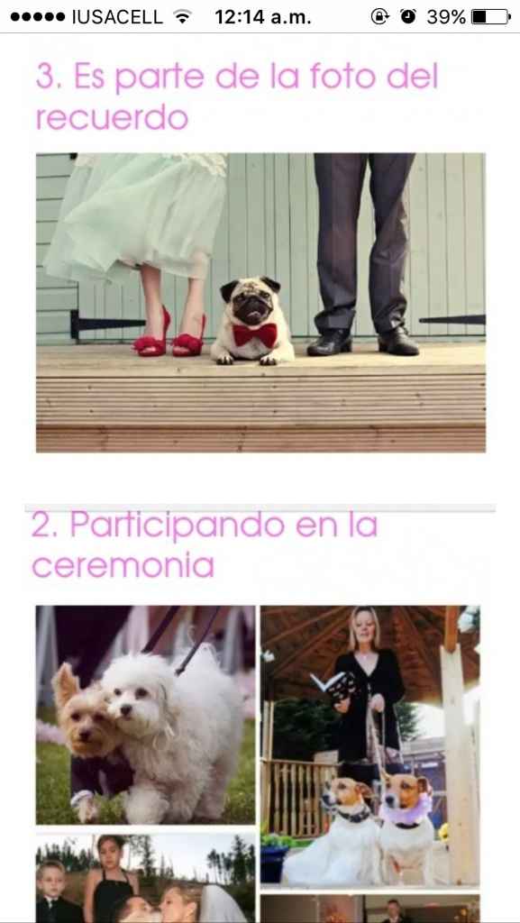 Alguna recomendación para incluir a mi perrito en la sesión previa de fotos/video - 2