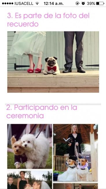 Alguna recomendación para incluir a mi perrito en la sesión previa de fotos/video - 2