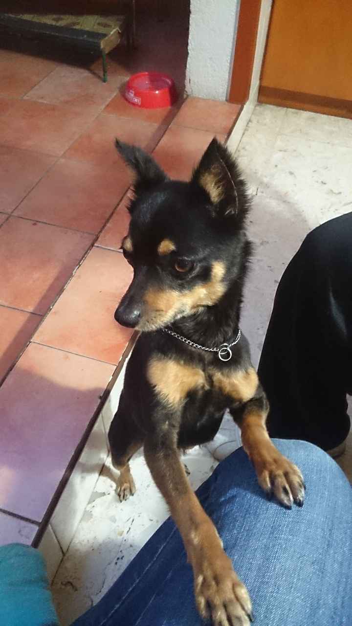Mi perro! - 2