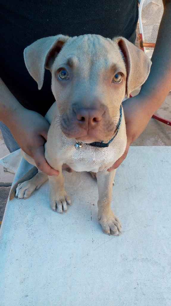 🐱 ¿Adoptarán alguna mascota cuando se casen? 🐶 - 1