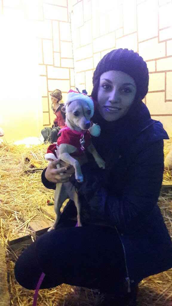 Cachorro en casa - 1