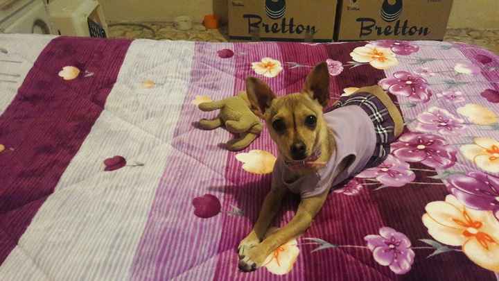 Cachorro en casa - 2