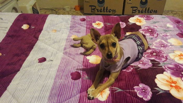 Cachorro en casa - 2