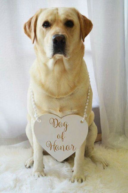 Tener mascotas de honor - 1