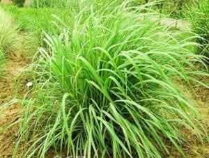 citronella