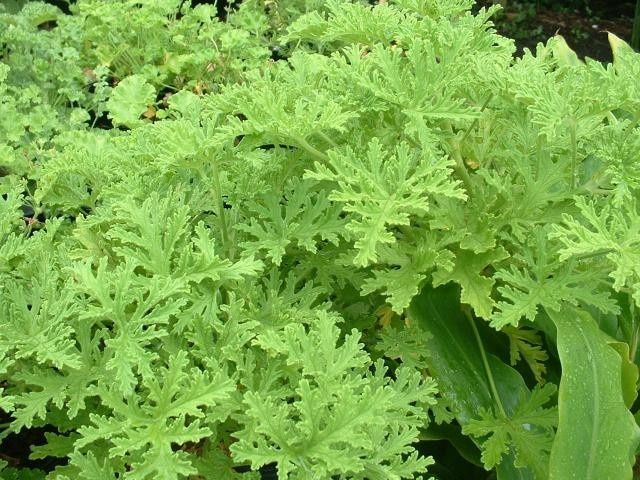citronella