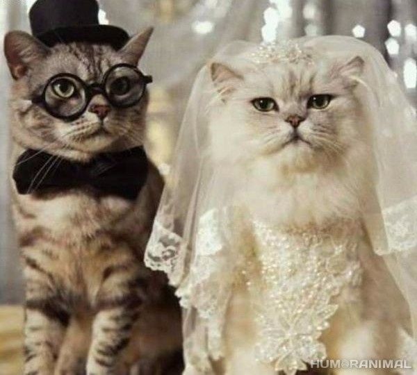 Y vivieron peludos para siempre <img class=