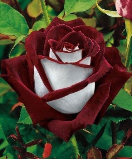 Rosa bicolor para todas :)