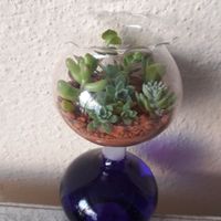 Terrario de recuerdo