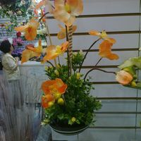 Orquideas